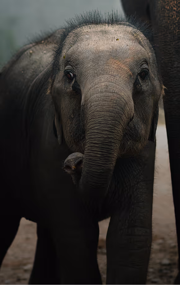 A cute looking baby elephant