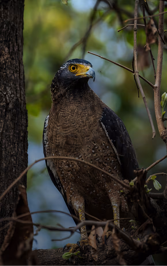 An image of a serpant eagle