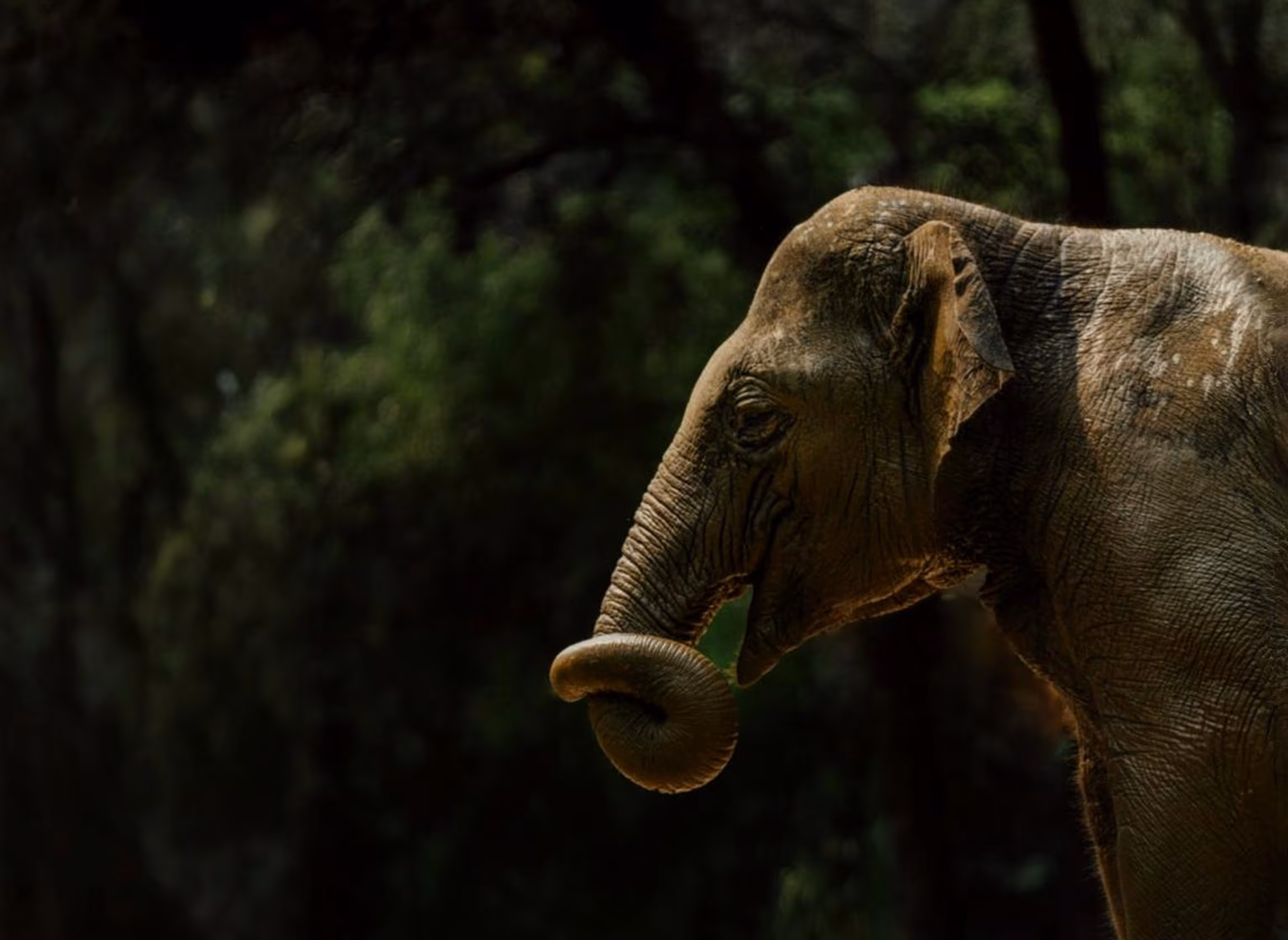 A side view of a baby elephant
