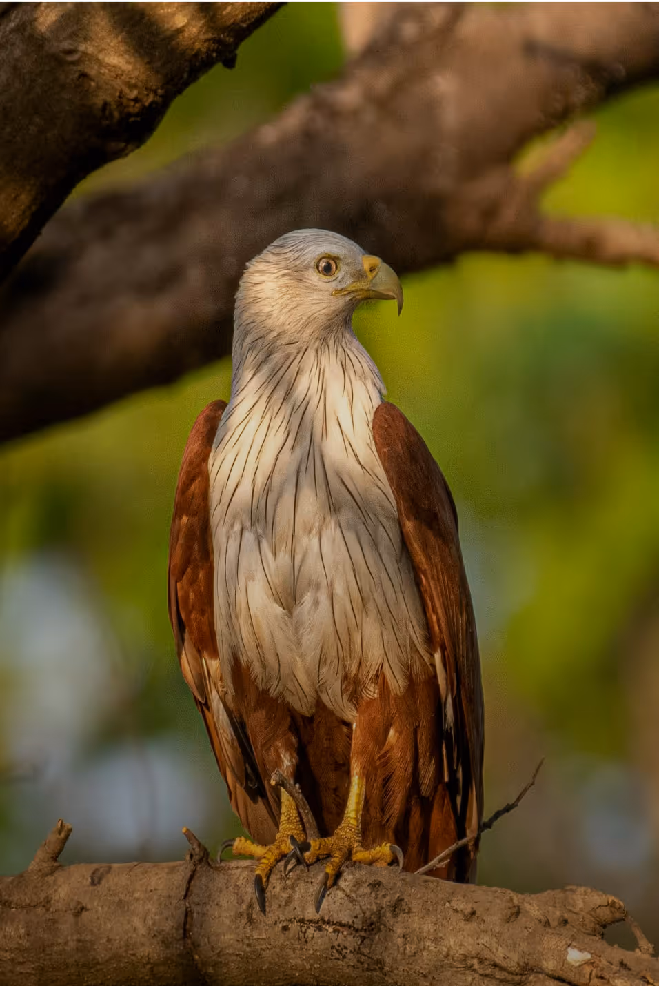 A brahminy kite  perched on a tree branch