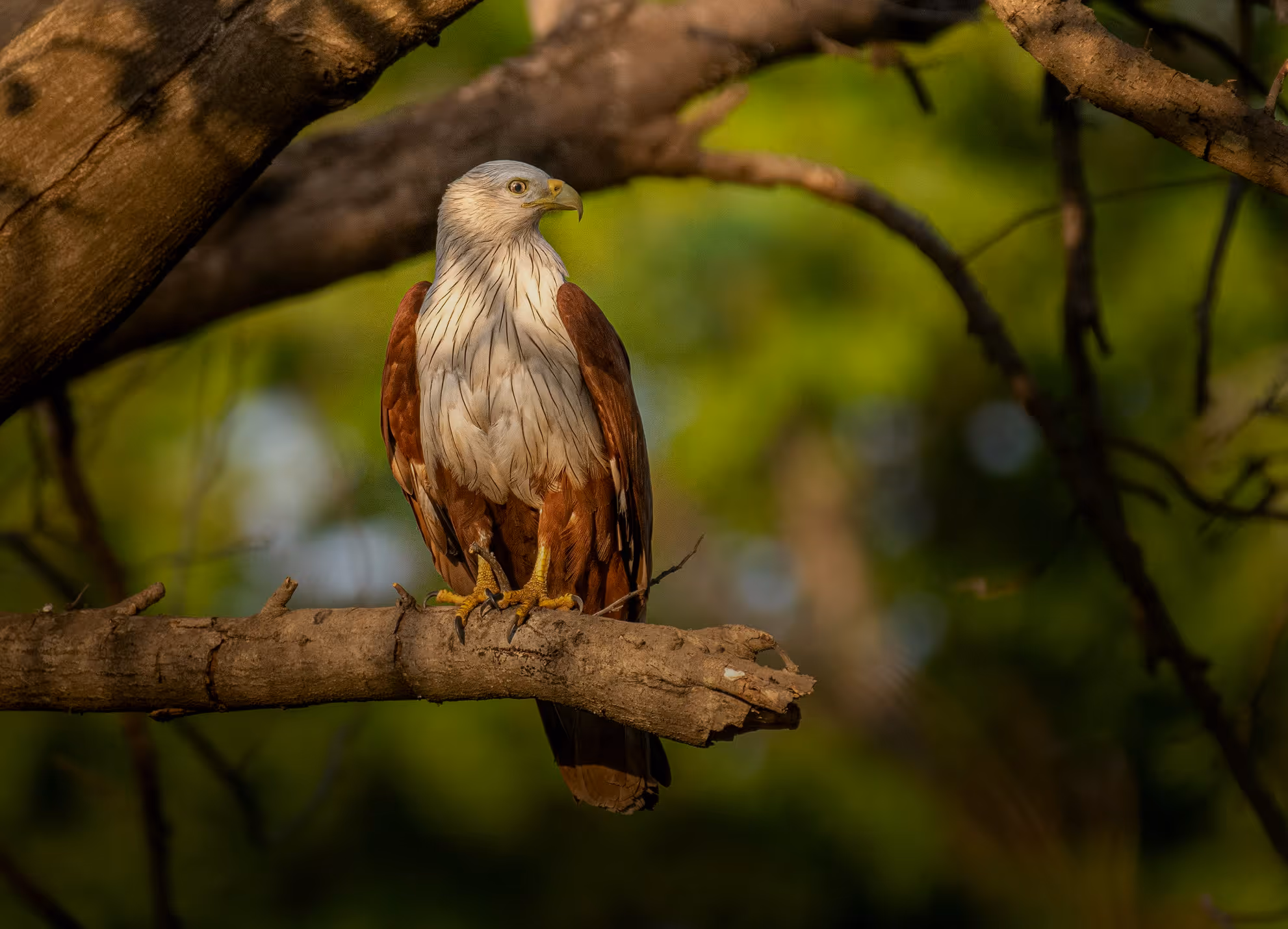 A brahminy kite  perched on a tree branch