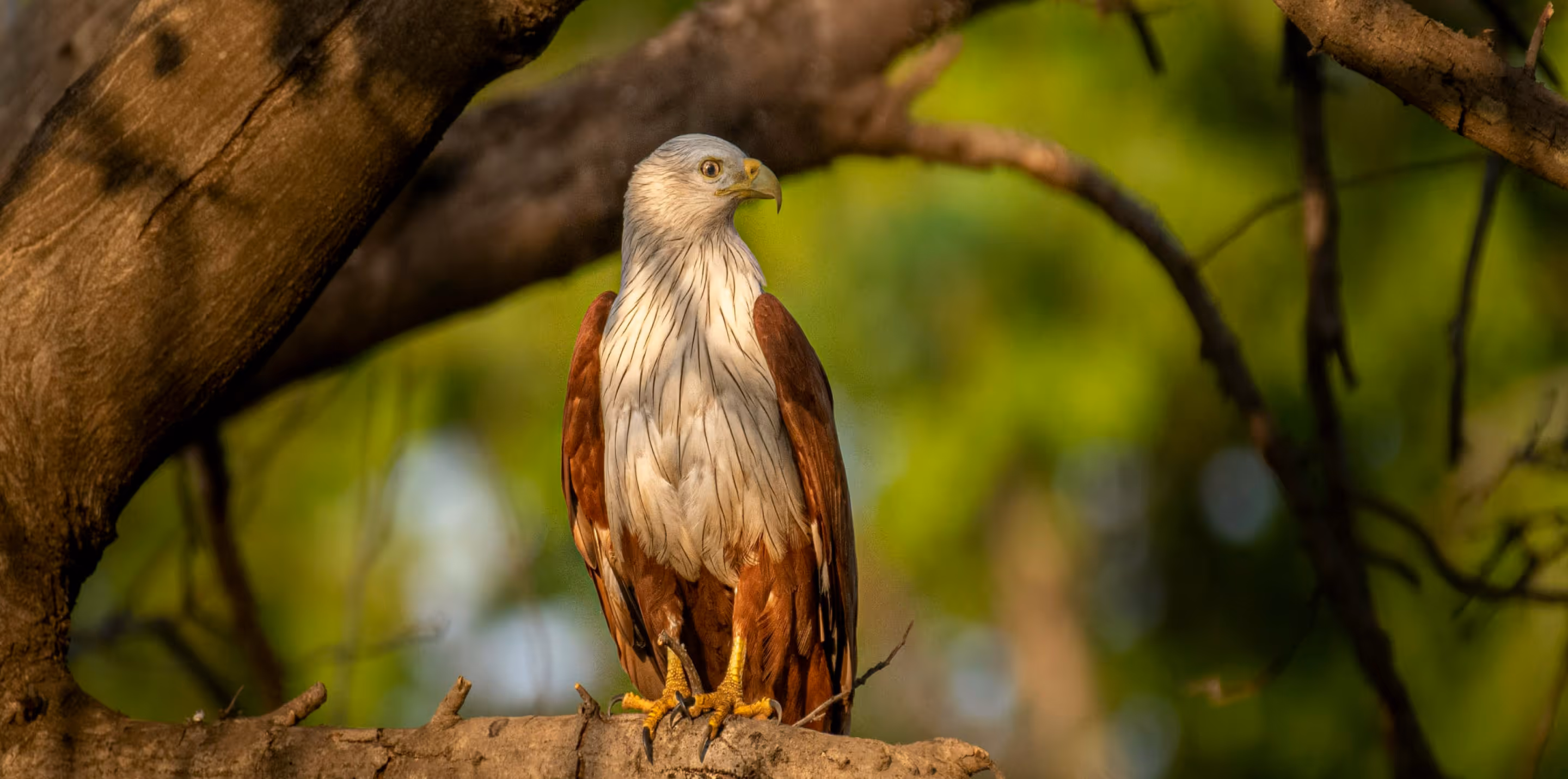 A brahminy kite  perched on a tree branch