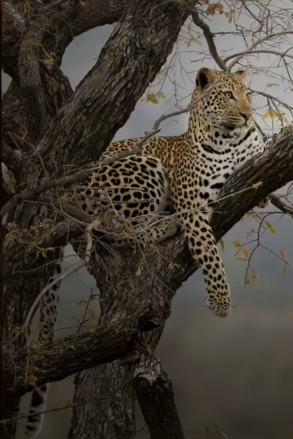 A Sri Lankan leopard is sitting on a tree.