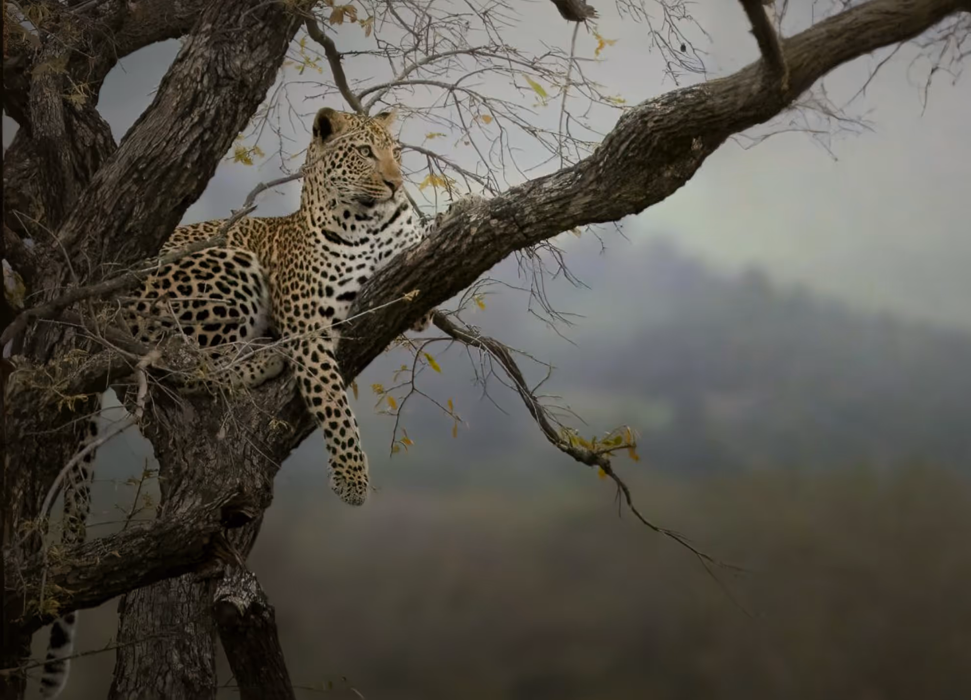 A Sri Lankan leopard is sitting on a tree.