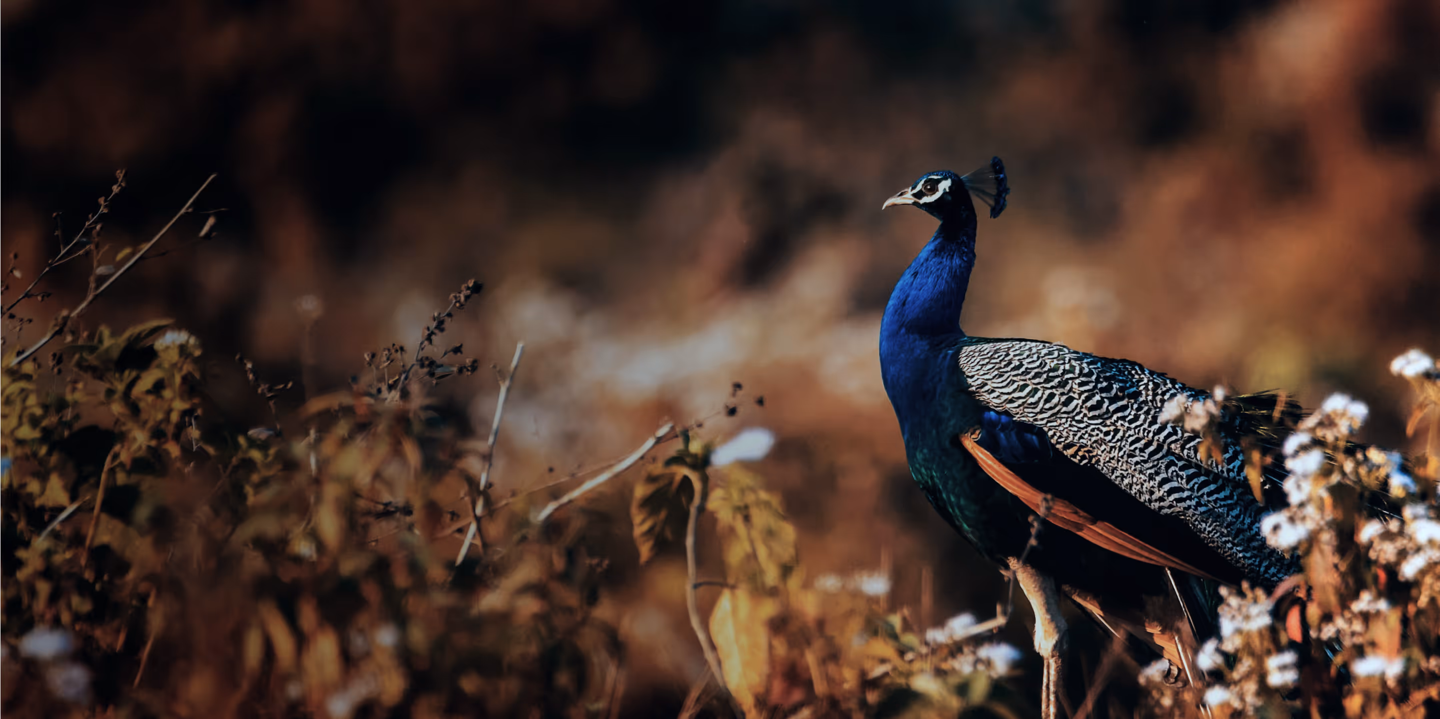 An image of a peacock