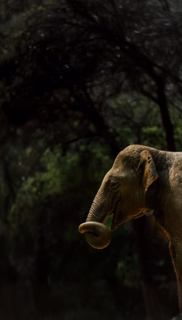 A side view of a baby elephant