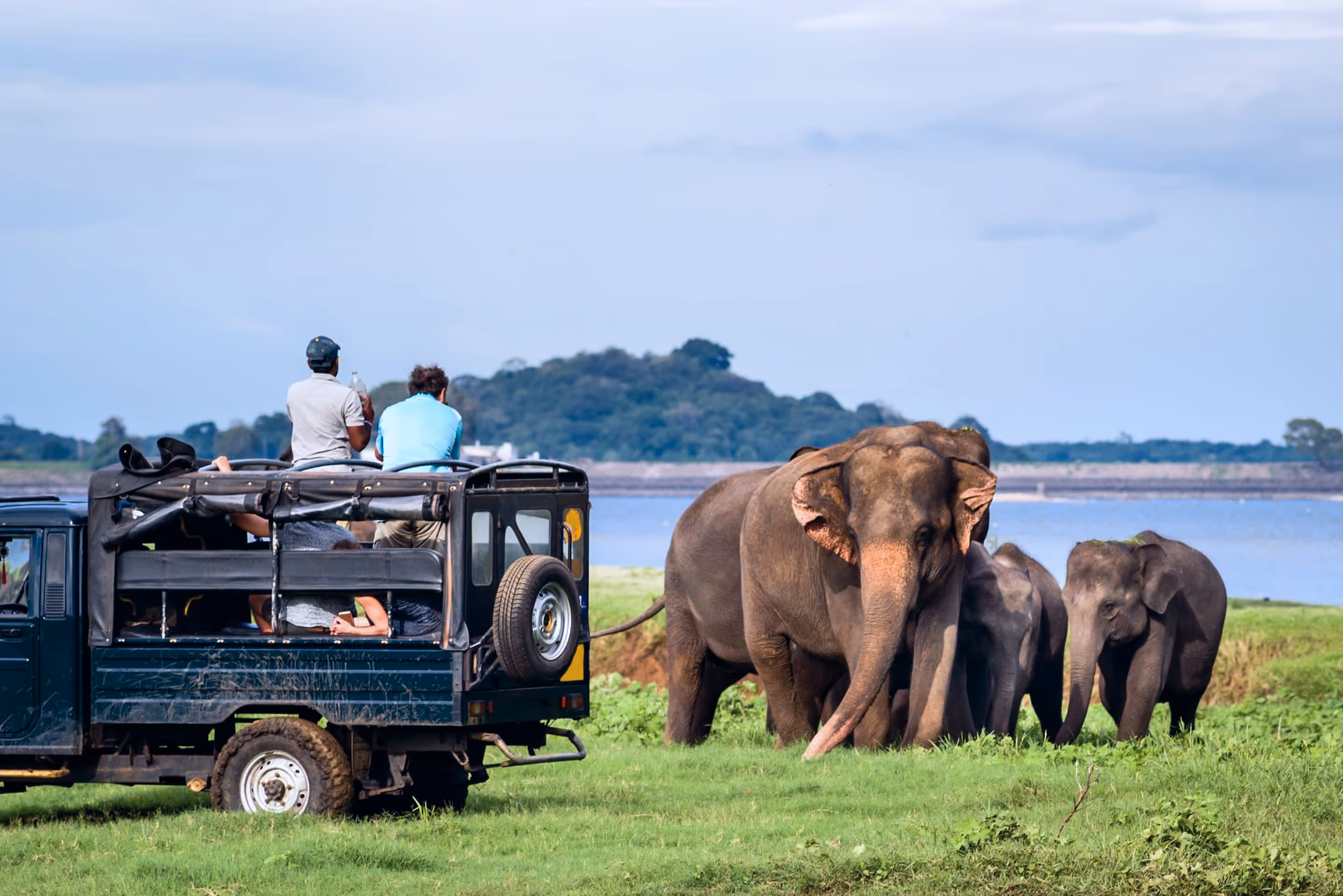 A safari jeep is encountered by a herd of elephants at Minneriya National Park